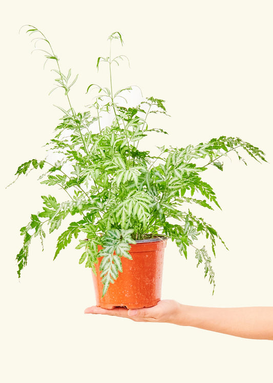 Silver Lace Fern in a 6 inches grow pot