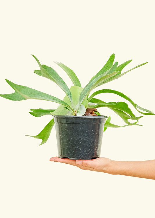 Staghorn Fern in a 6 inches grow pot