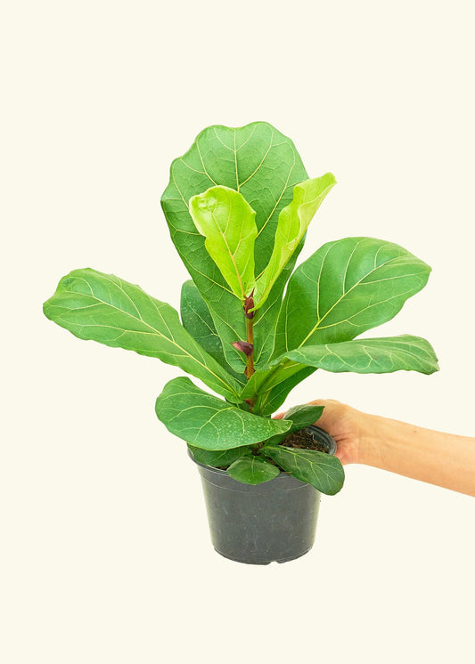 Fiddle Leaf Fig in a 6 inches grow pot