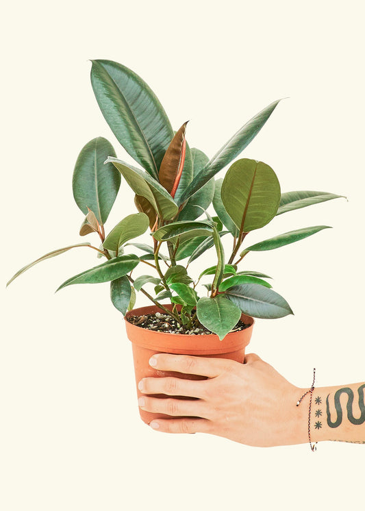 Rubber Tree Burgundy in a 6 inches grow pot