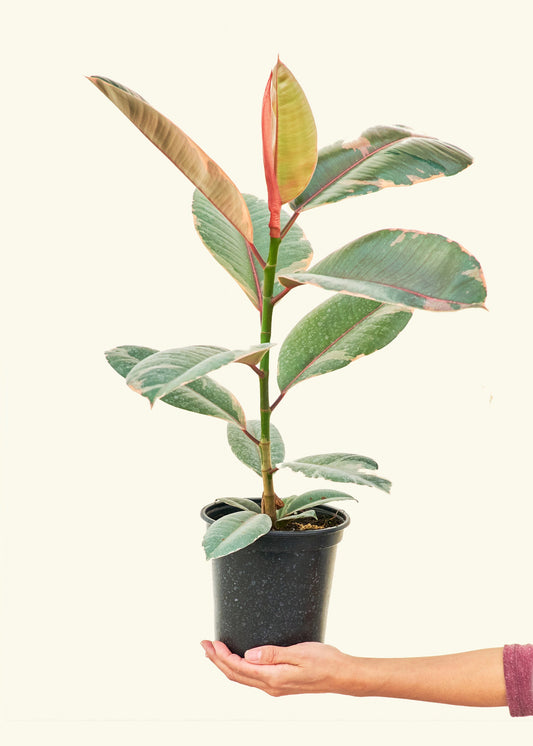 Ruby Rubber Tree in a 6 inches grow pot