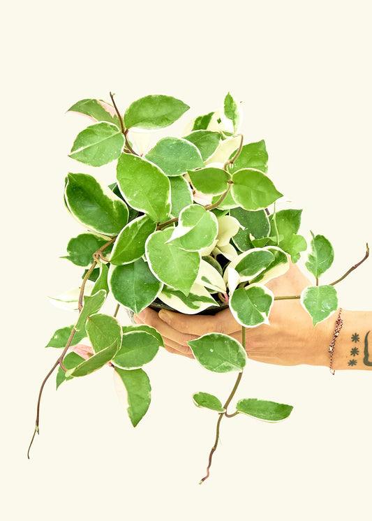 Hoya Krimson Queen in a 6 inches grow pot