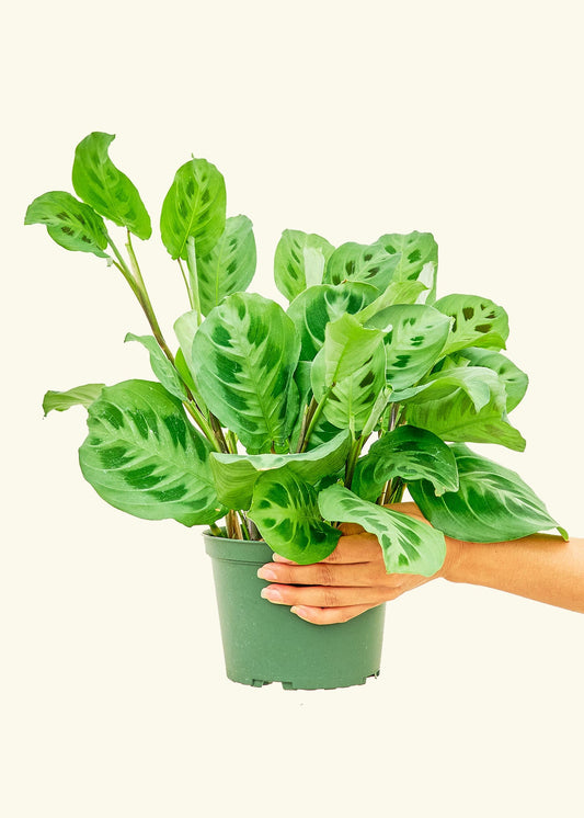 Prayer Plant Beauty Kim in a 6 inches grow pot