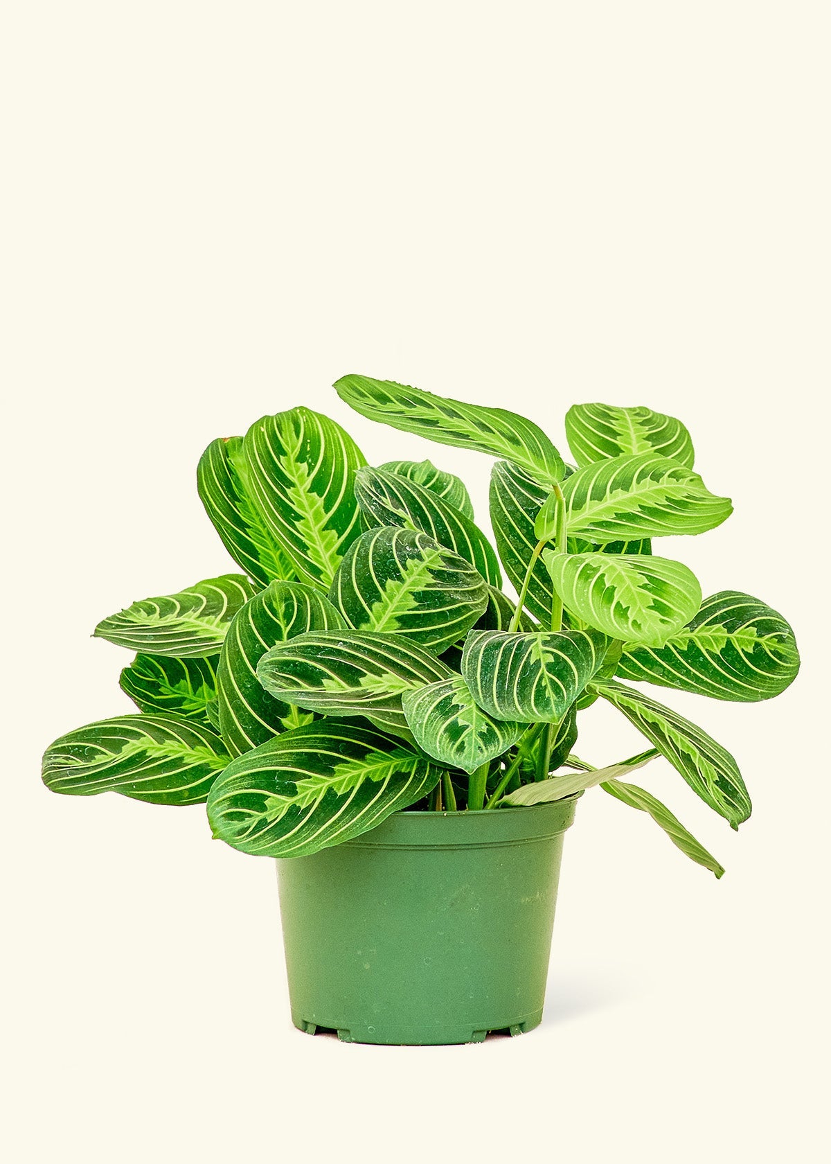 Lemon Lime Prayer Plant in a 6 inches grow pot