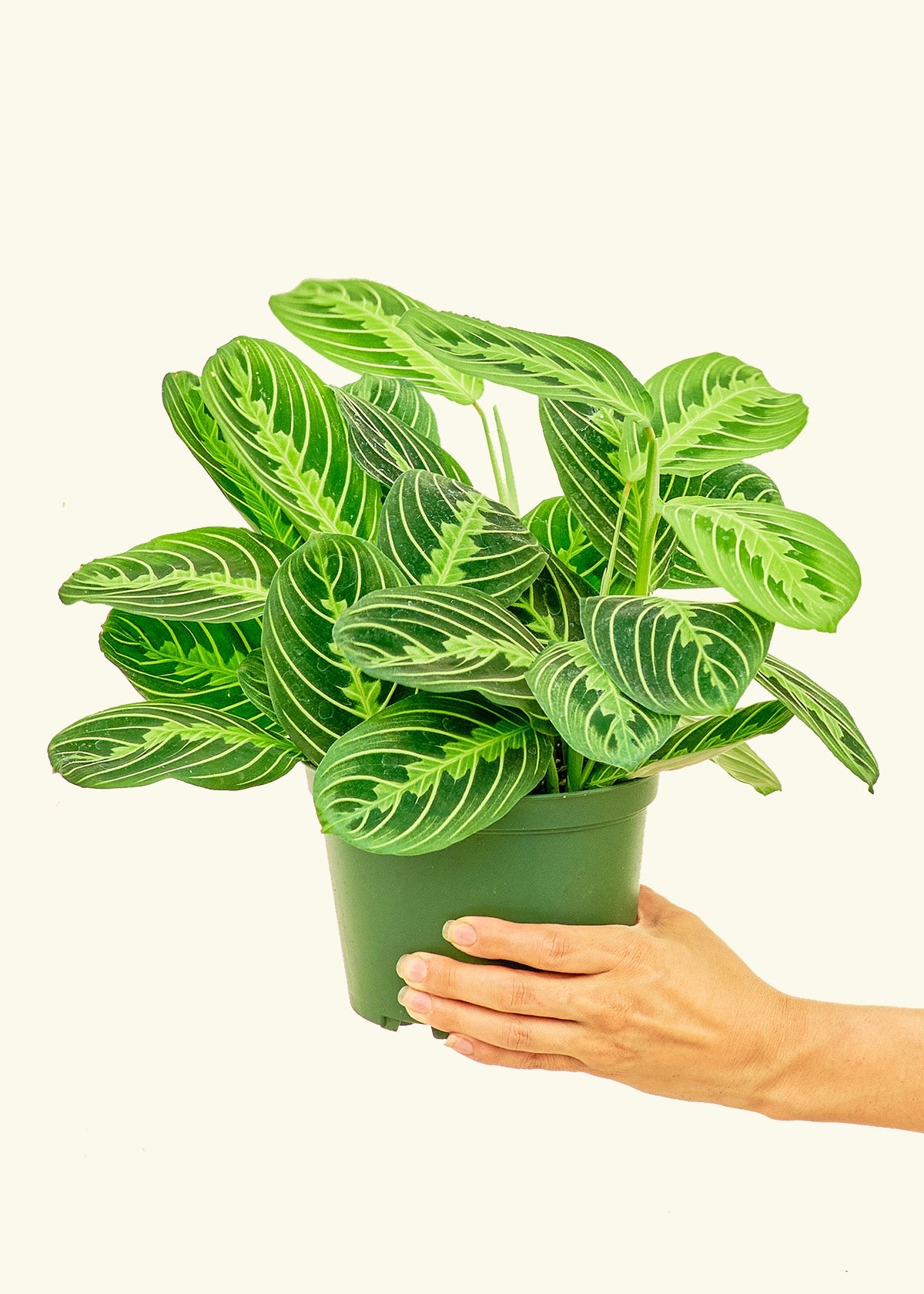 Lemon Lime Prayer Plant in a 6 inches grow pot