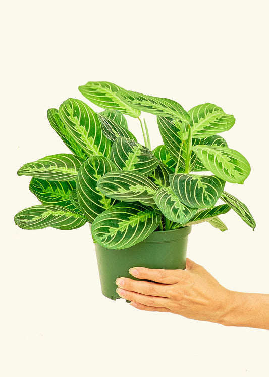 Lemon Lime Prayer Plant in a 6 inches grow pot