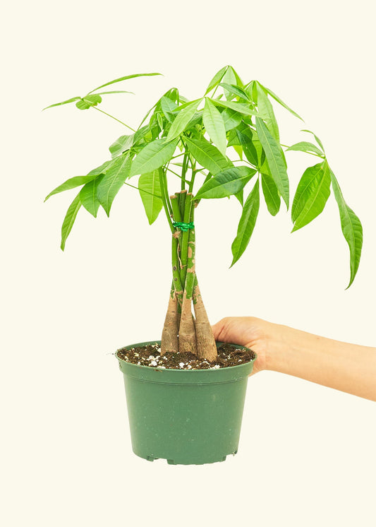 Braided Money Tree in a 6 inches grow pot