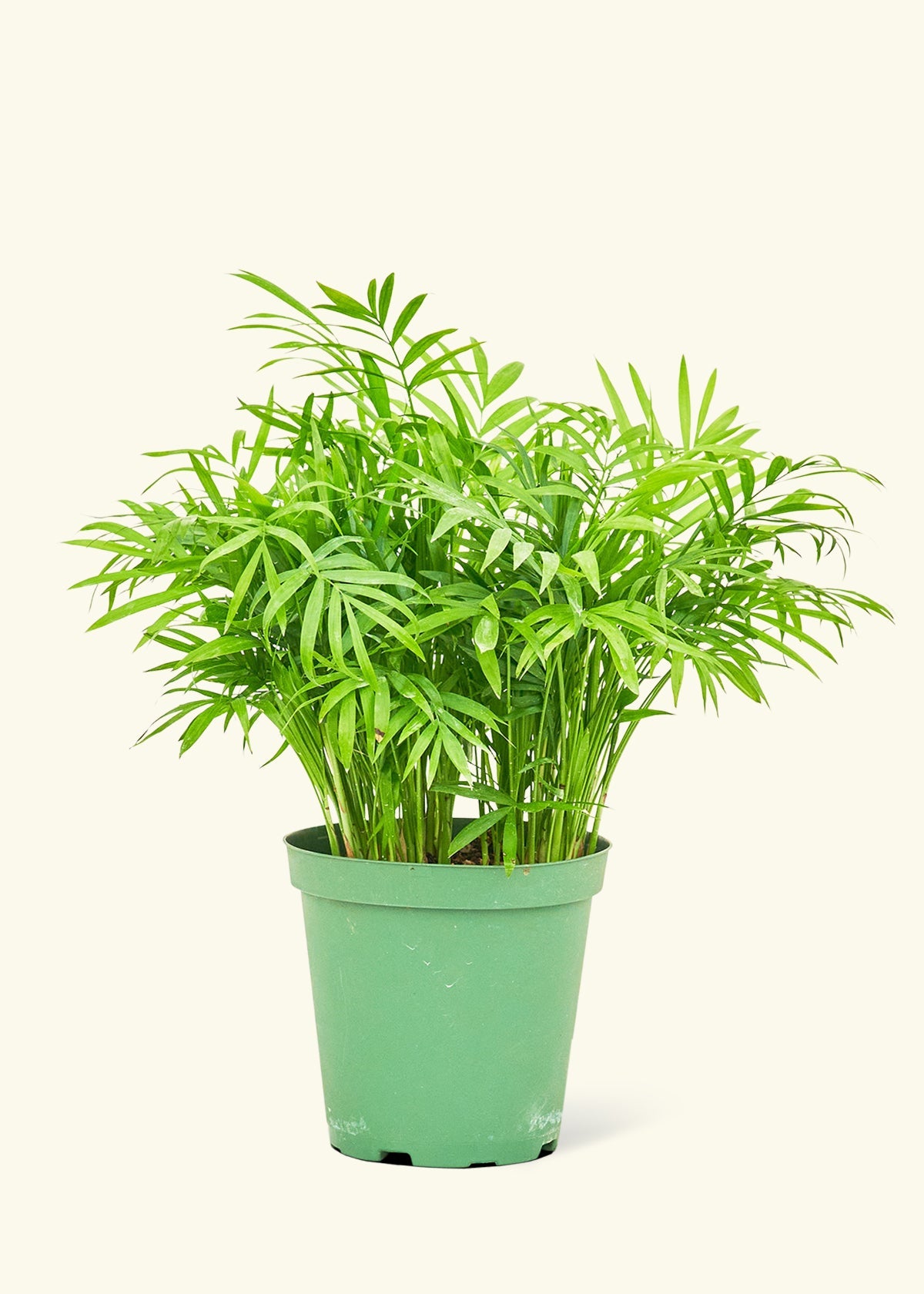 Parlor Palm in a 6 inches grow pot