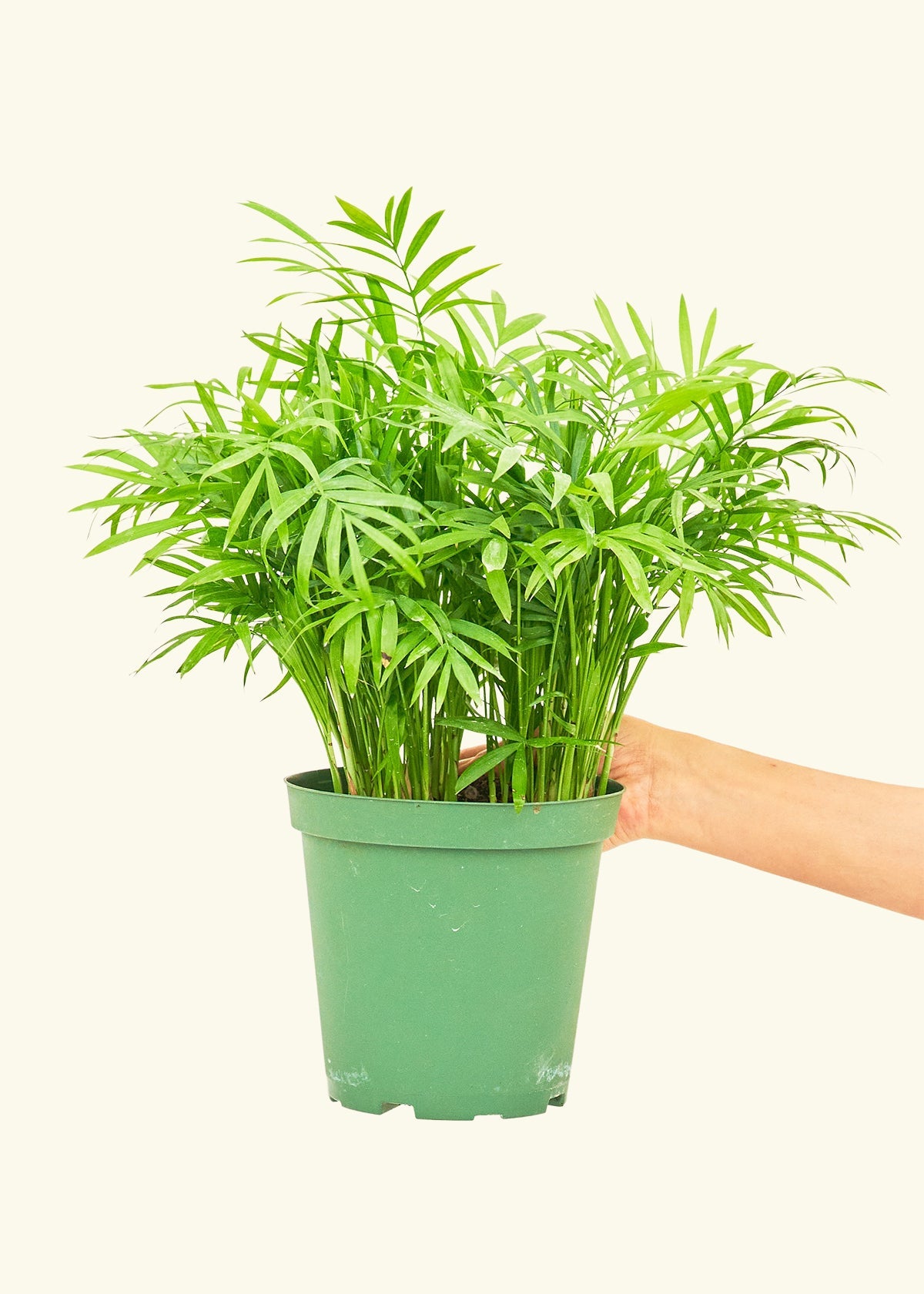 Parlor Palm in a 6 inches grow pot