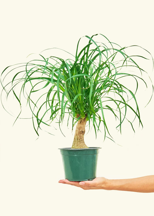 Ponytail Palm in a 6 inches grow pot