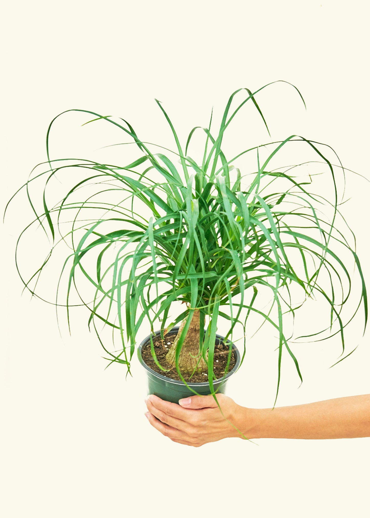 Ponytail Palm in a 6 inches grow pot