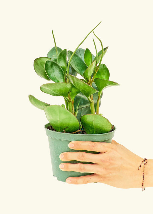 Baby Rubber Plant in a 6 inches grow pot