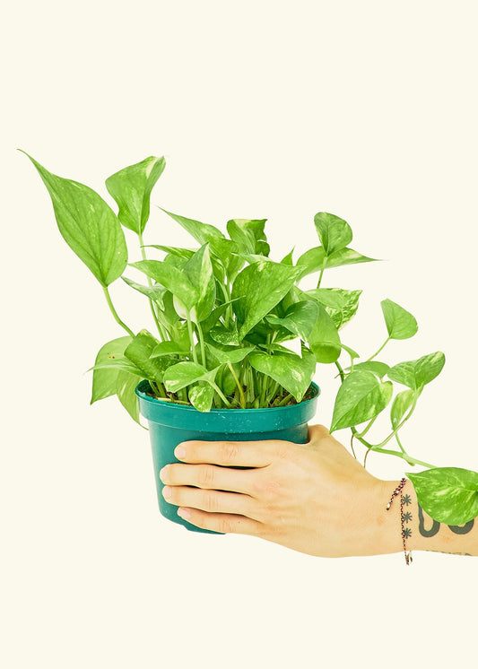 Golden Pothos in a 6 inches grow pot