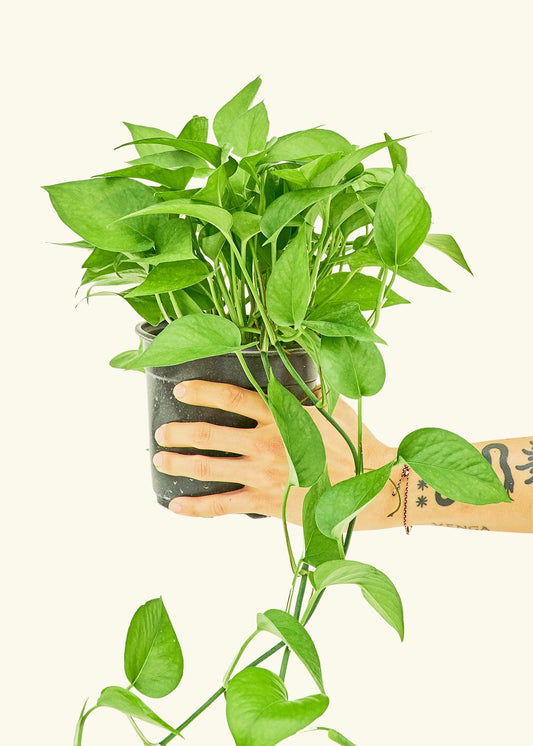 Pothos Jade in a 6 inches grow pot