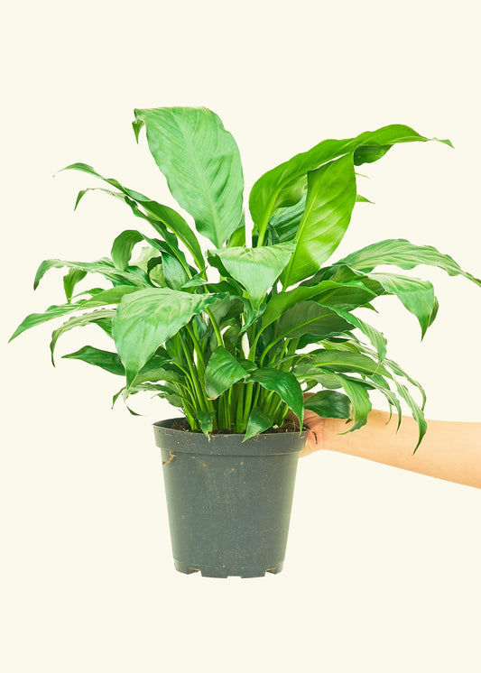 Peace Lily in a 6 inches grow pot