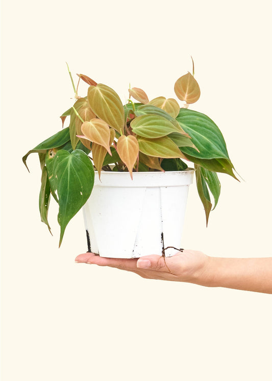 Velvet Leaf Philodendron in a 6 inches grow pot