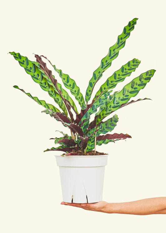 Calathea Rattlesnake in a 8 inches grow pot