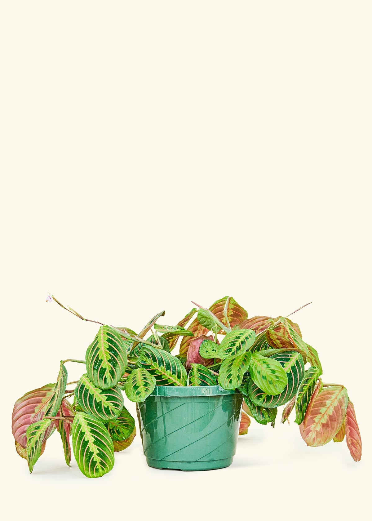 Red Prayer Plant in a 8 inches grow pot