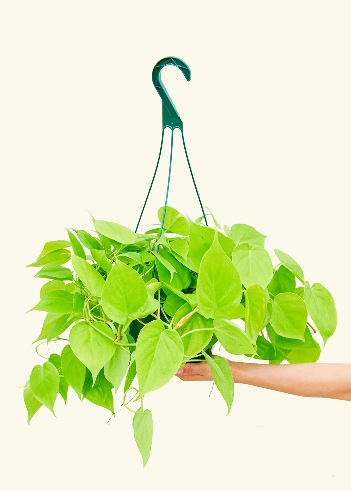 Philodendron Neon in a 8 inches hanging planter