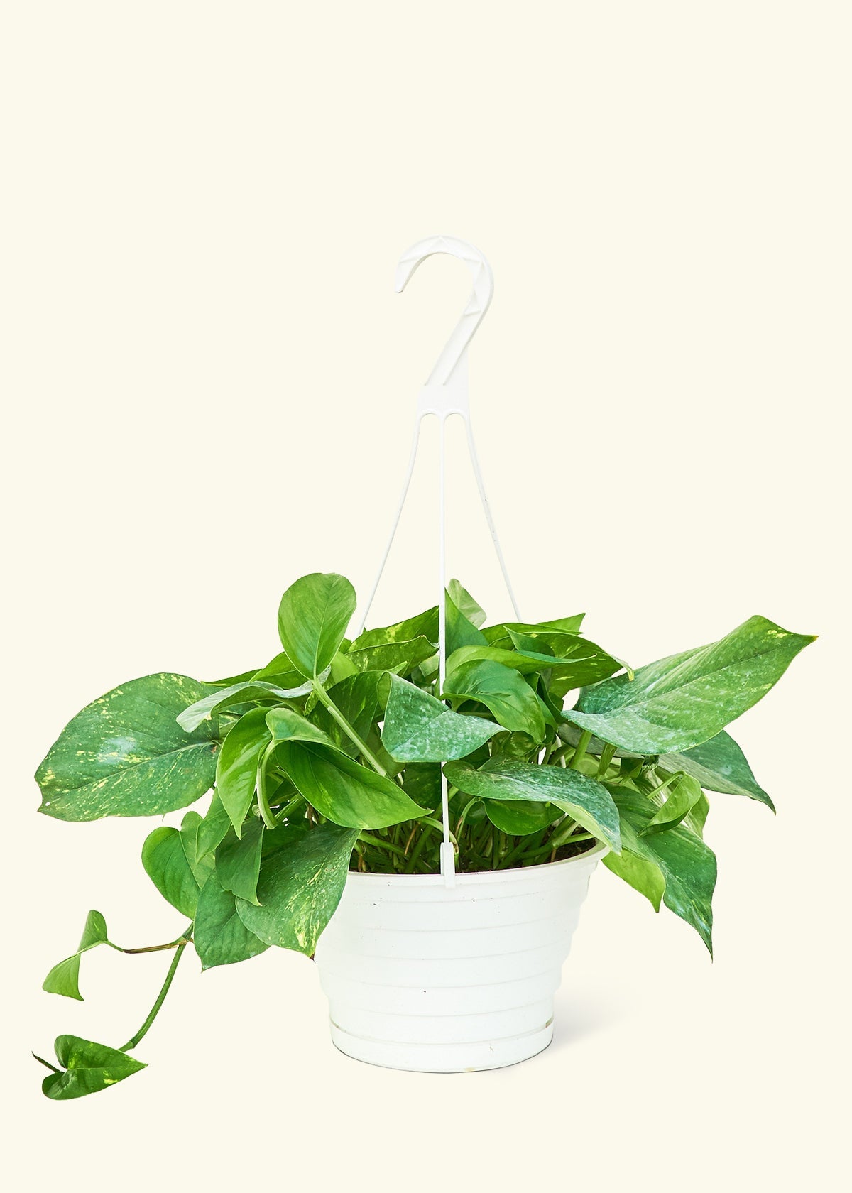 Golden Pothos in a 8 inches grow pot