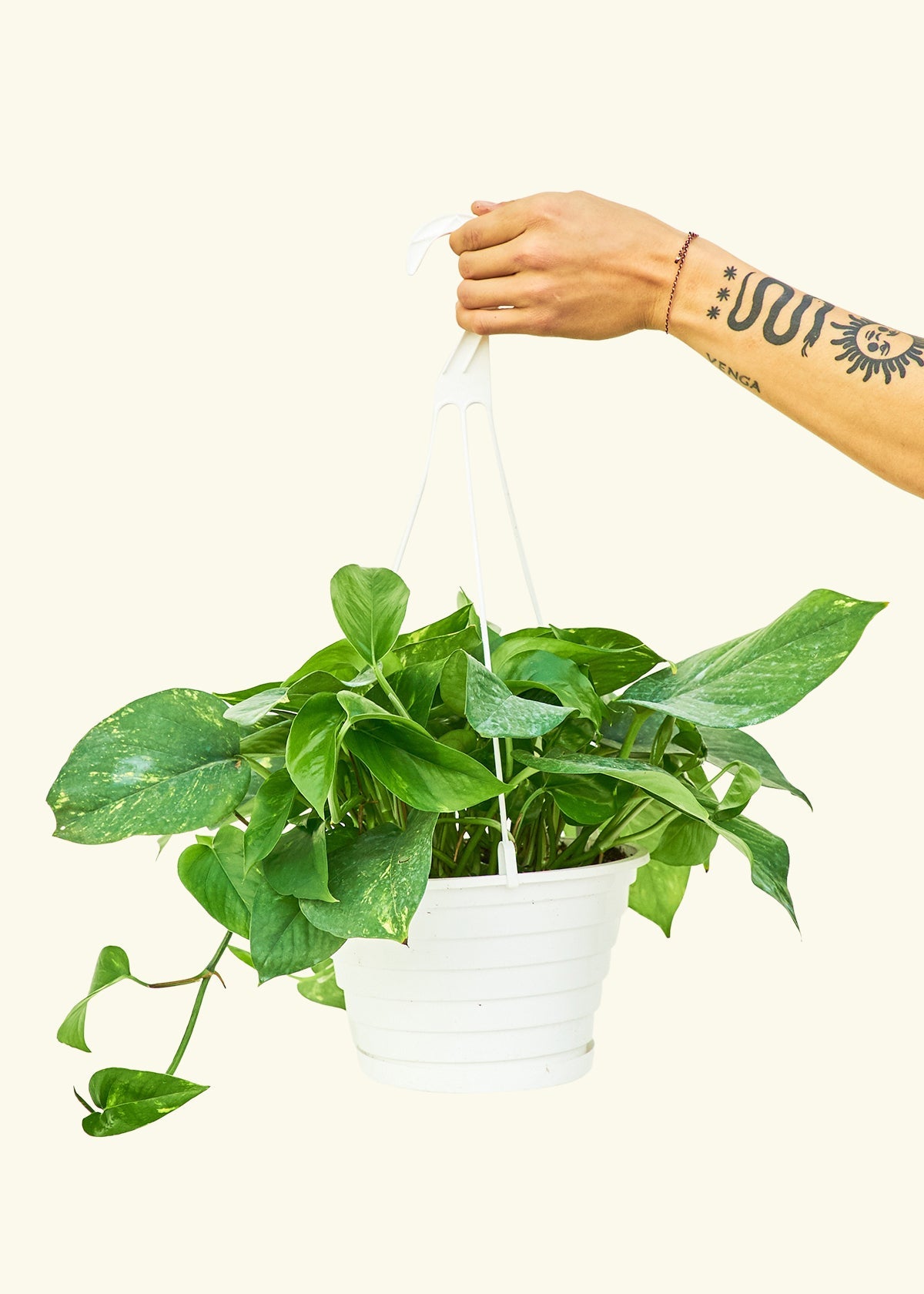 Golden Pothos in a 8 inches grow pot