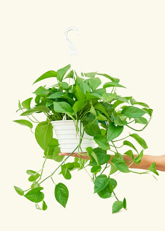 Pothos Jade in a 8 inches grow pot