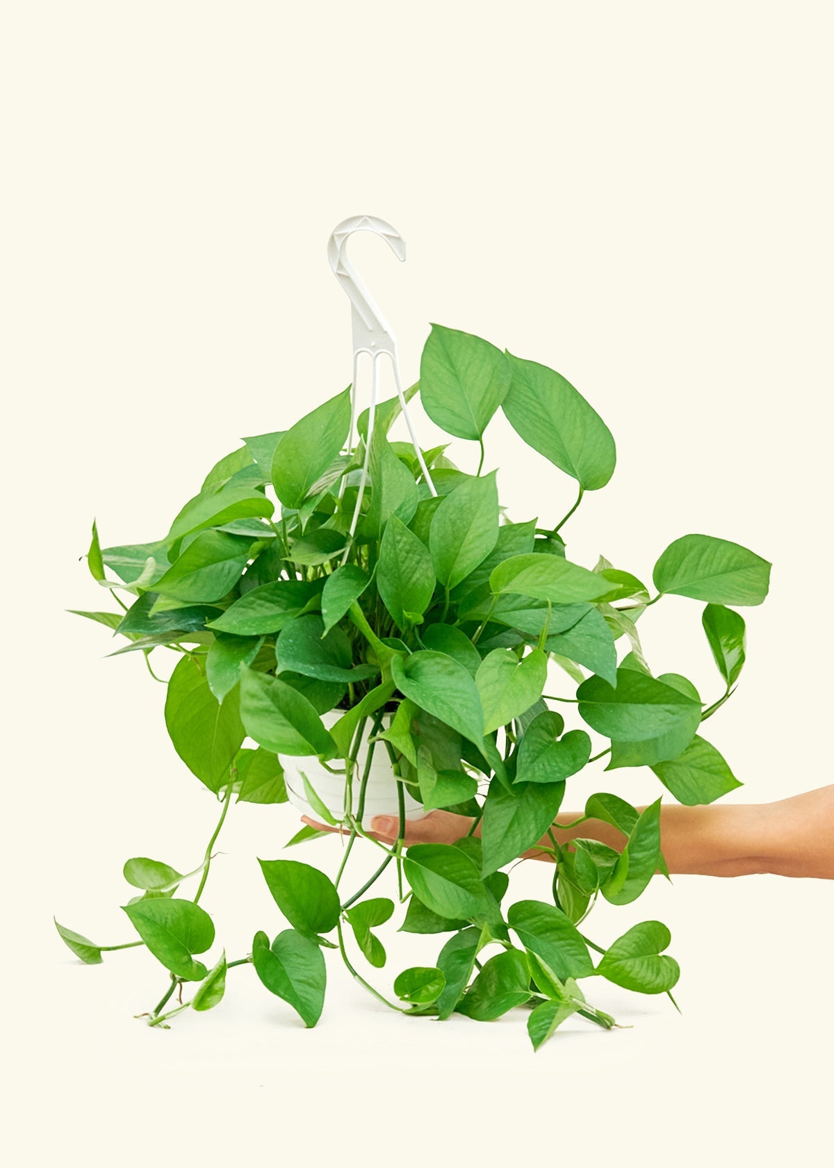 Pothos Jade in a 8 inches grow pot