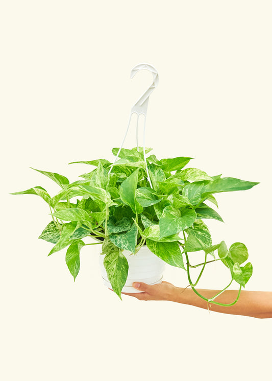 Pothos Marble Queen in a 8 inches grow pot in a Shamrock Petal Drip Tray