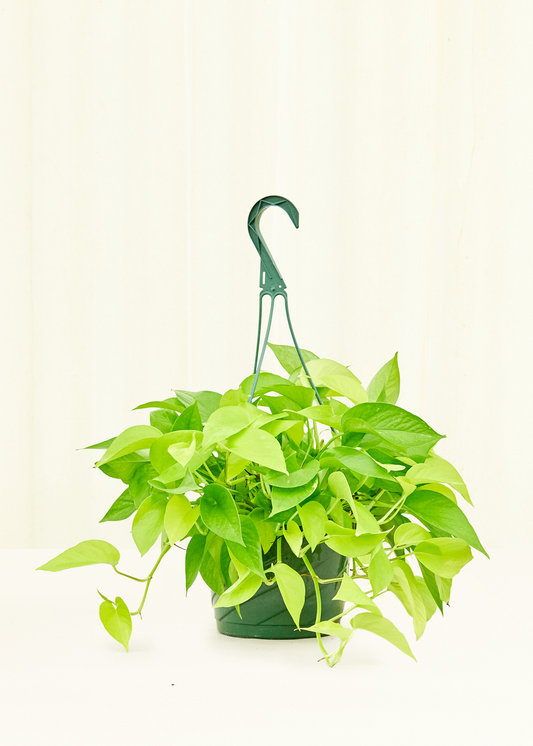 Neon Pothos in a 8 inches grow pot