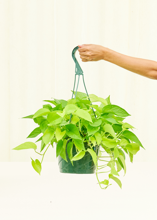 Neon Pothos in a 8 inches grow pot
