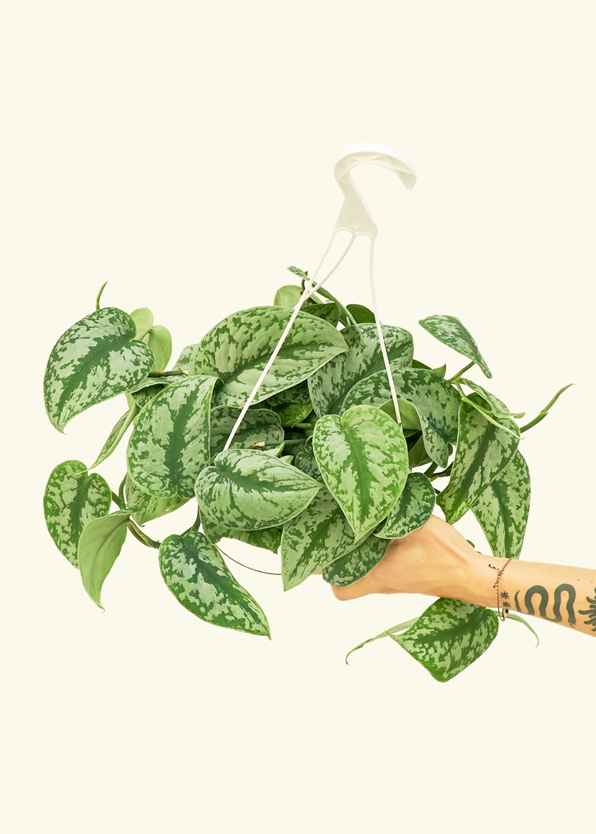 Silver Pothos Exotica in a 8 inches hanging planter