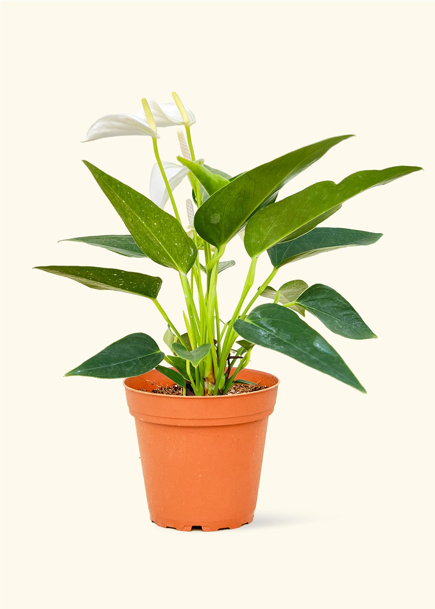 Anthurium White Flamingo in a 4 inches grow pot
