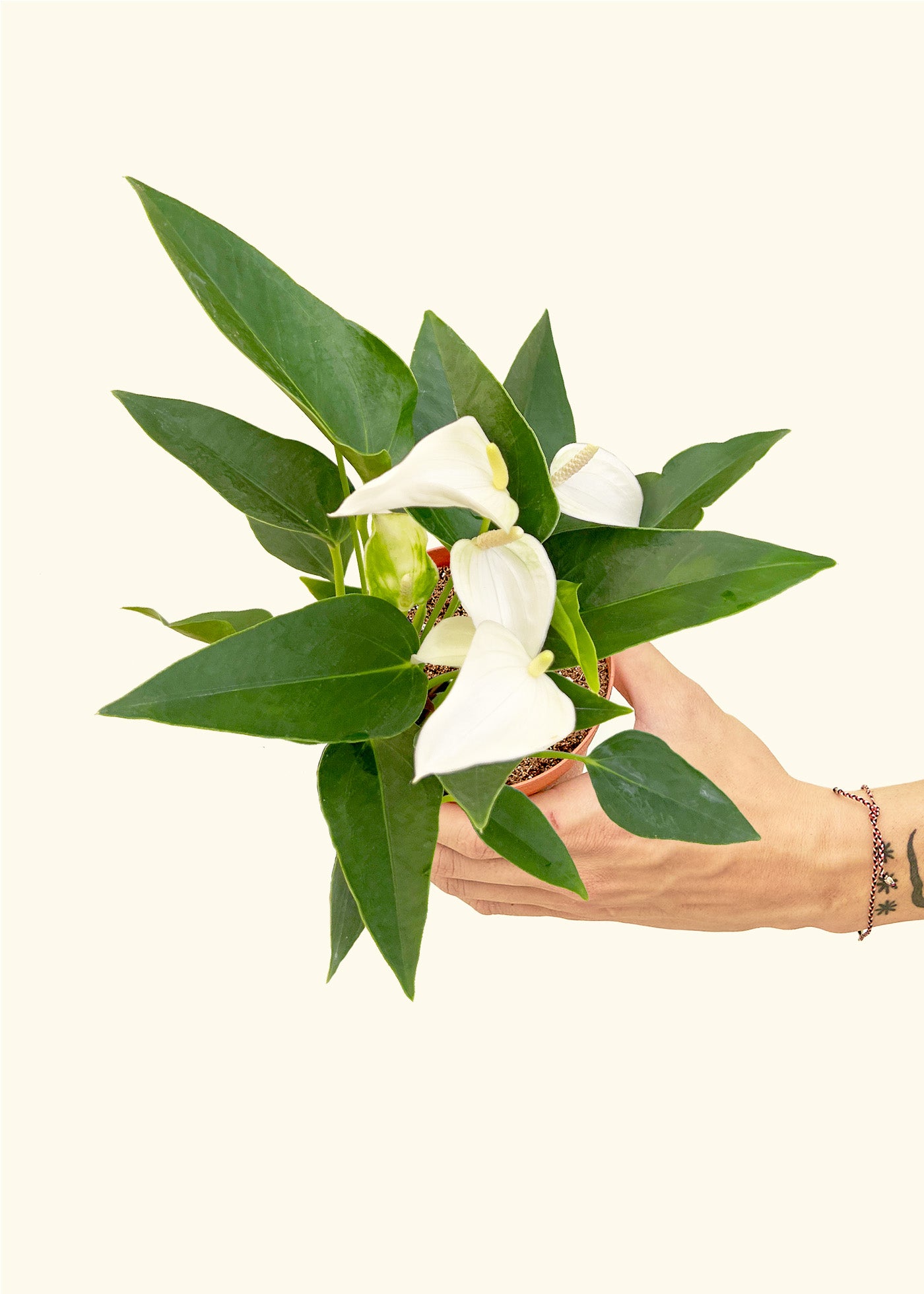 Anthurium White Flamingo in a 4 inches grow pot