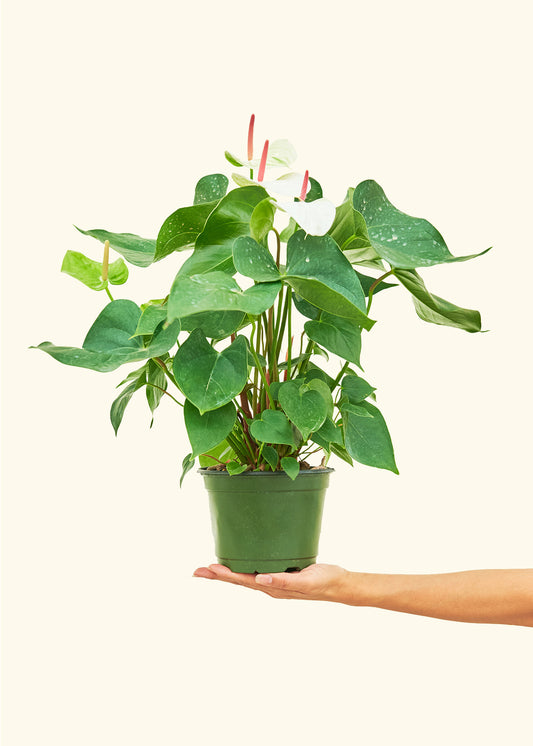 Anthurium White Flamingo in a 6 inches grow pot