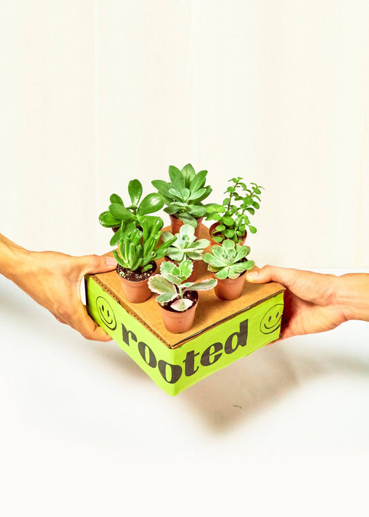 Baby Furry Friends Box Bundle Rooted