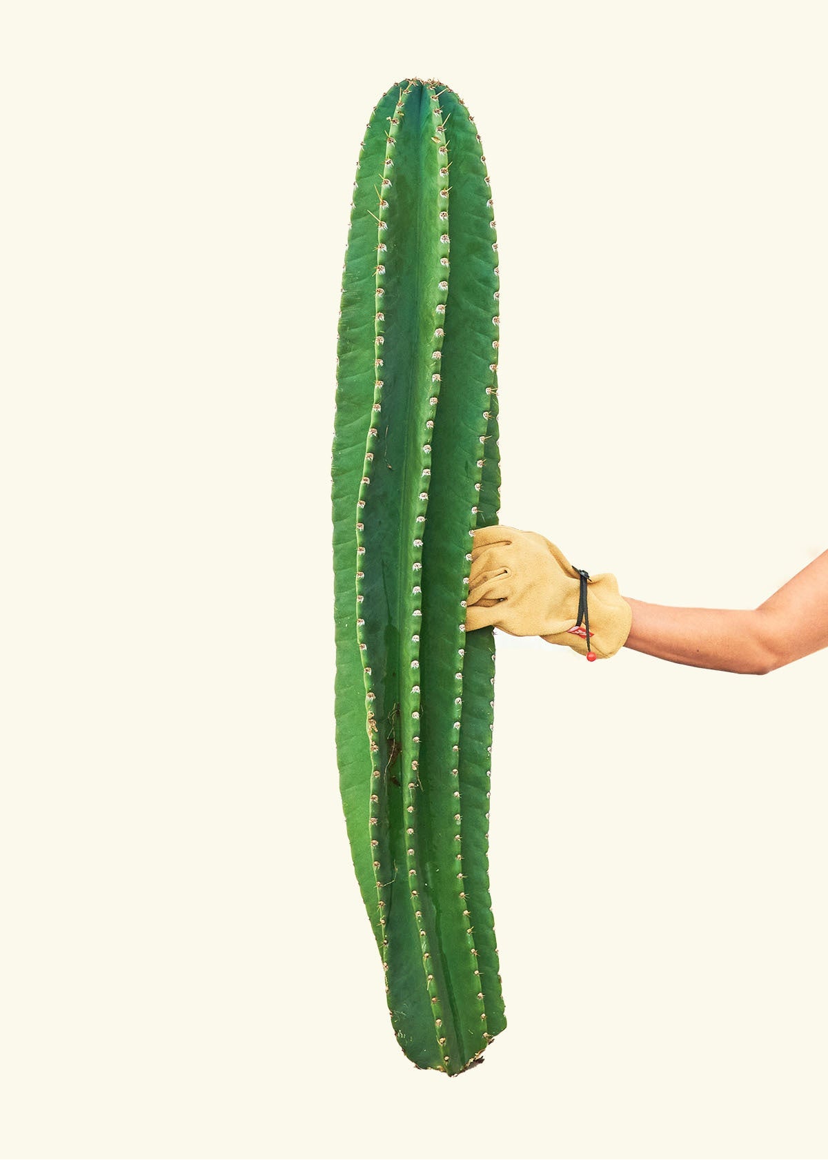 peruvian apple cactus vs san pedro Peruvian Apple Cactus