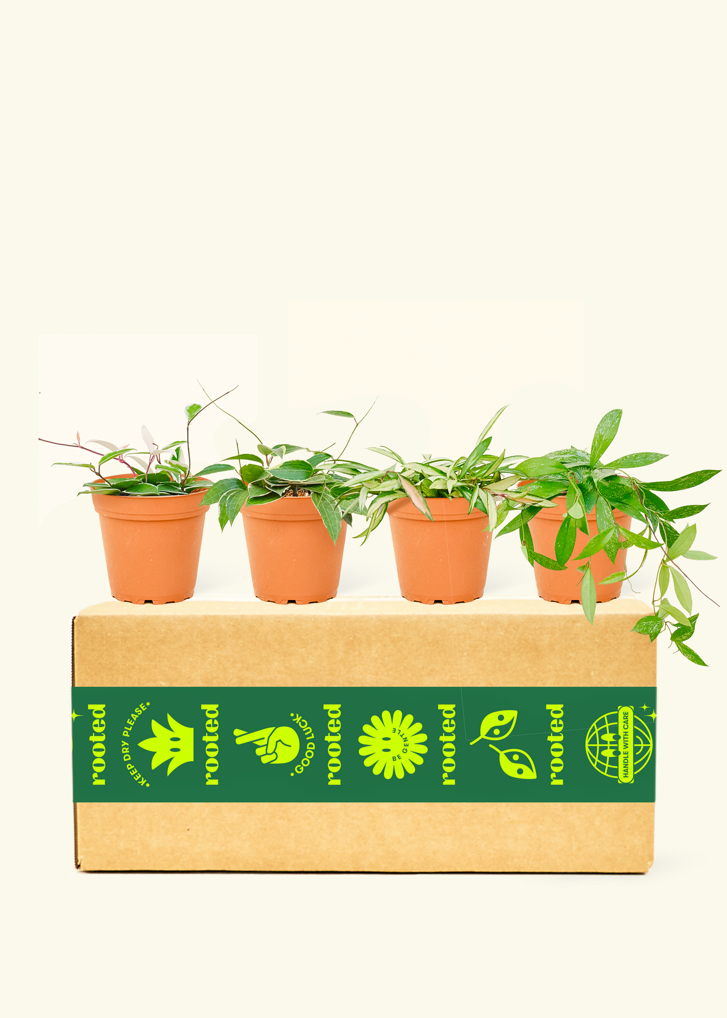 Assorted Hoya Box in Medium Pot