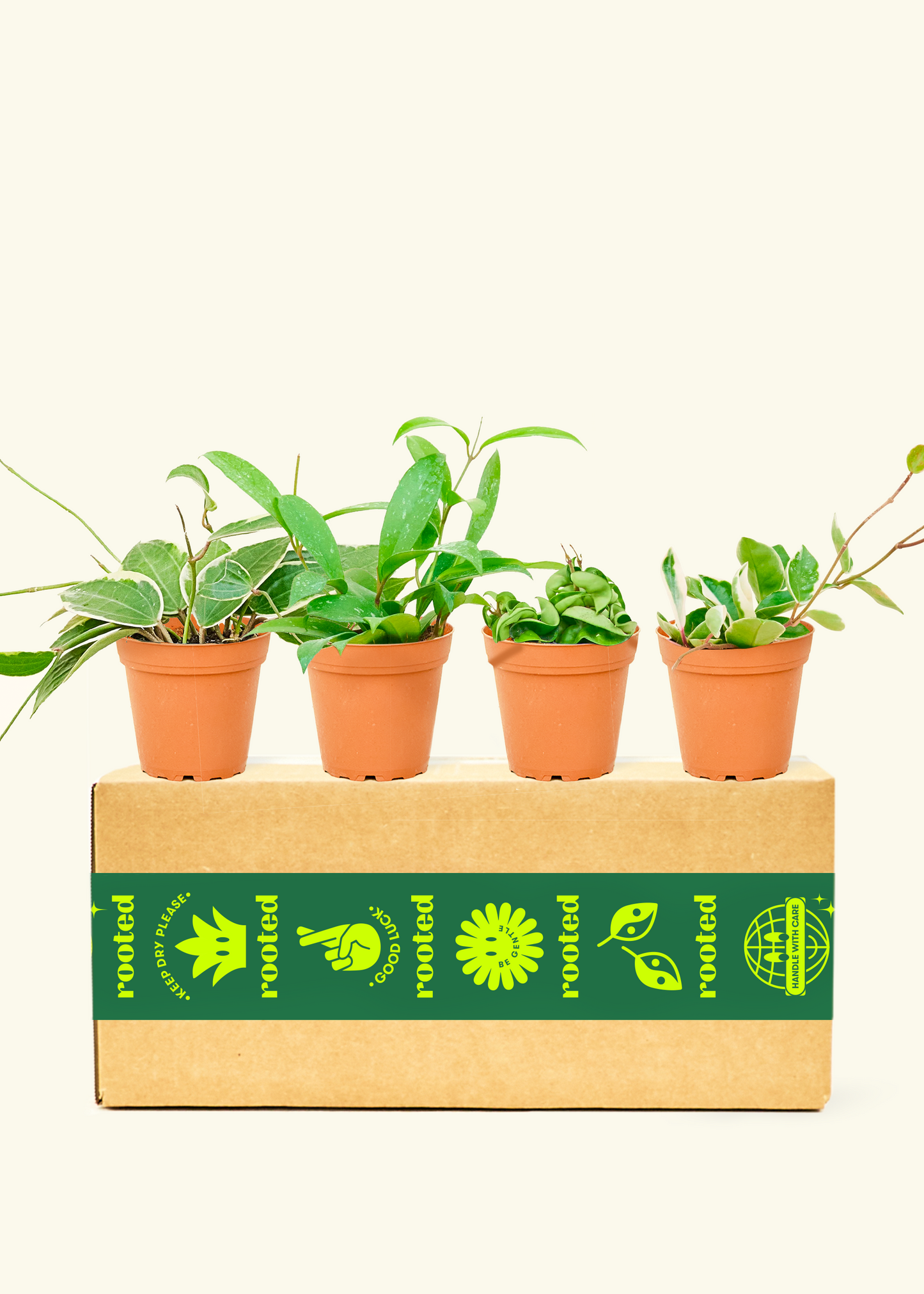 Assorted Hoya box in small pot