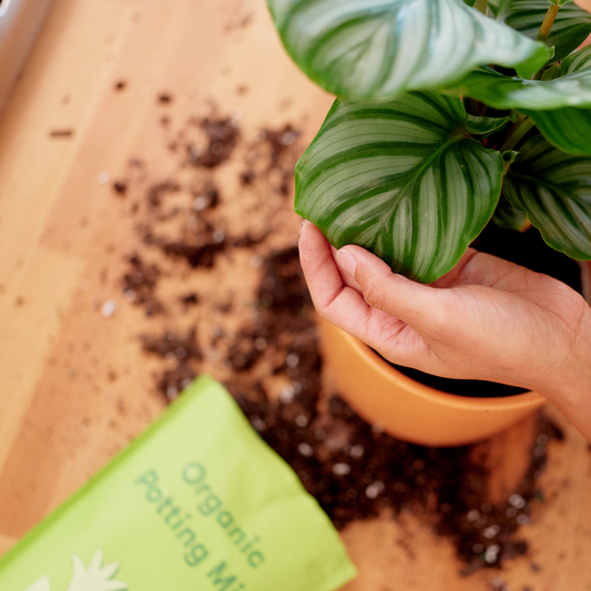 A bag of All Purpose Organic Potting Mix