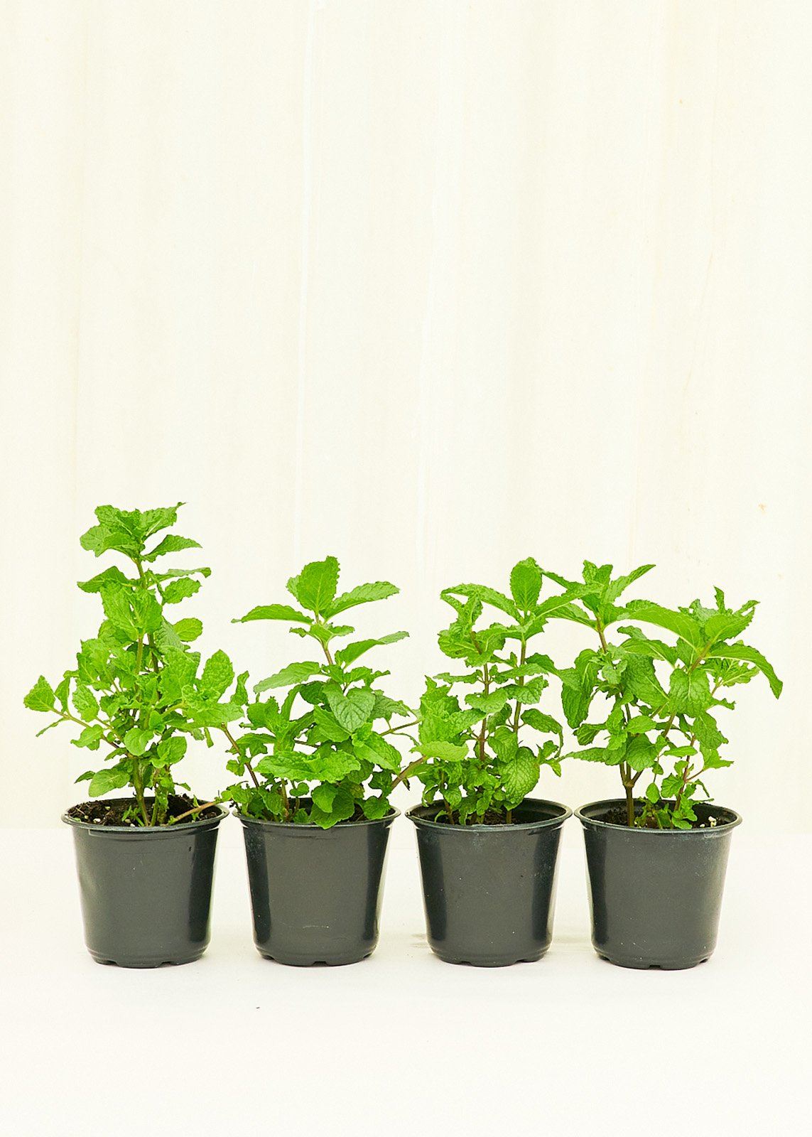 spearmint indoor plant Spearmint (Mentha spicata)