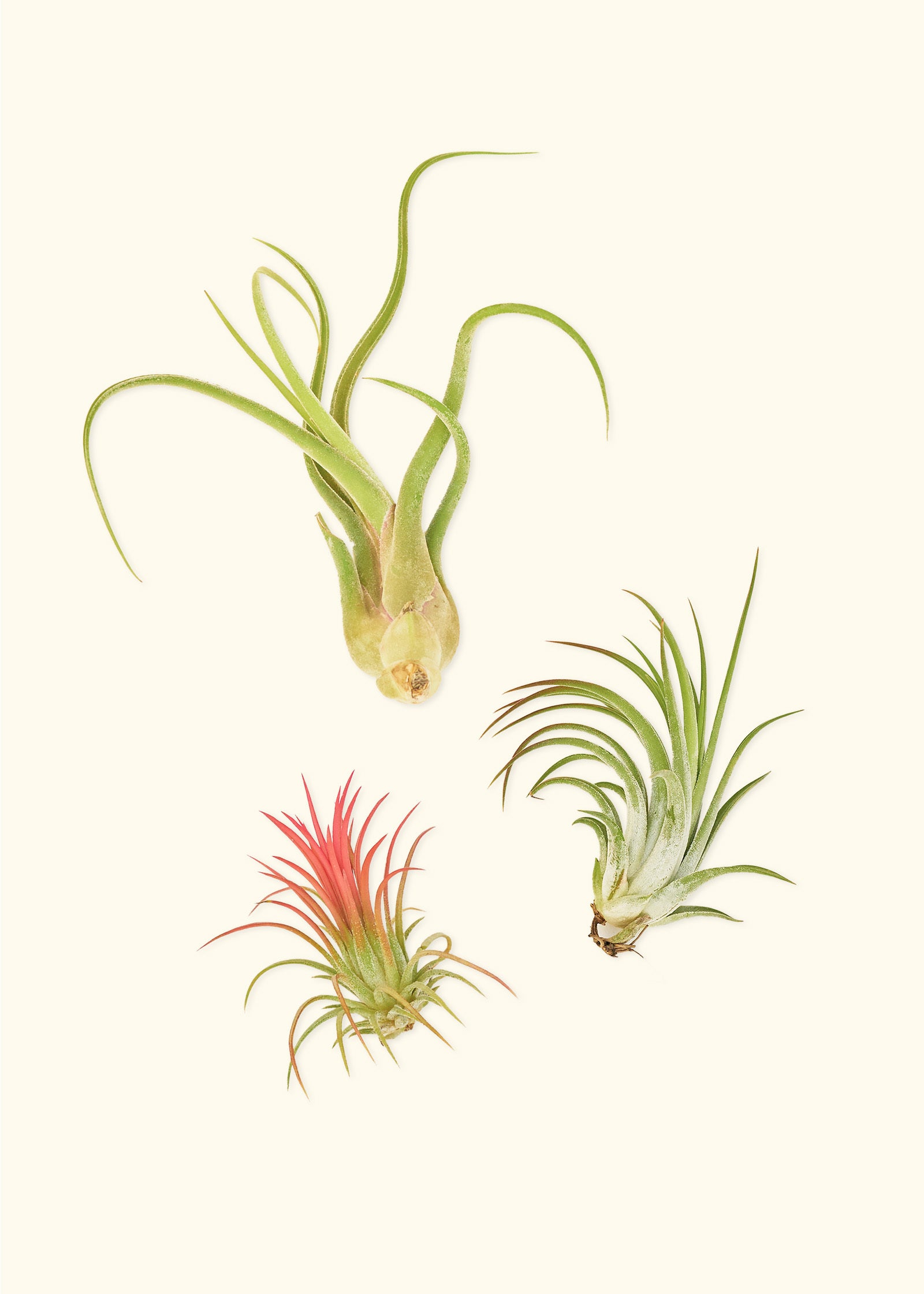 air plant monthly subscription Mystery Air Plant Trio