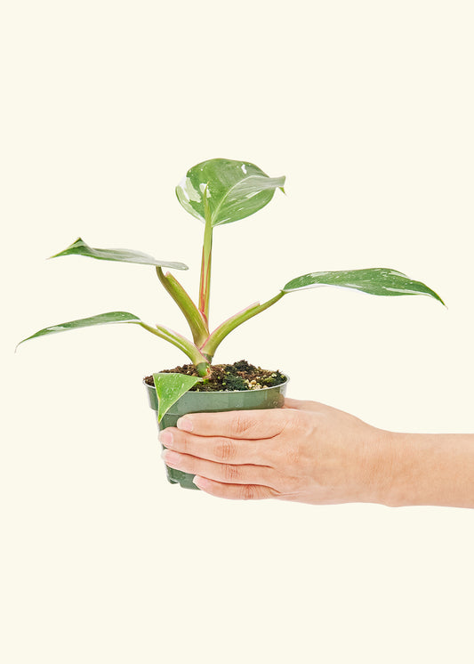 Philodendron White Princess in a 4 inches grow pot