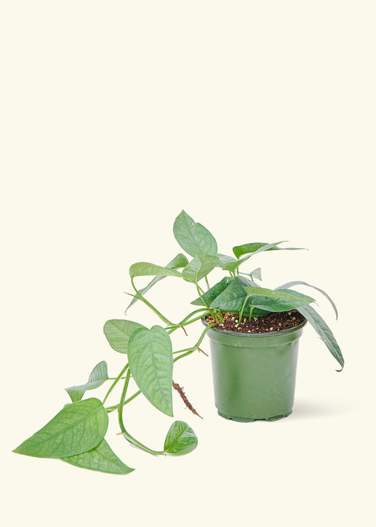 Cebu Blue Pothos in a 4 inches grow pot