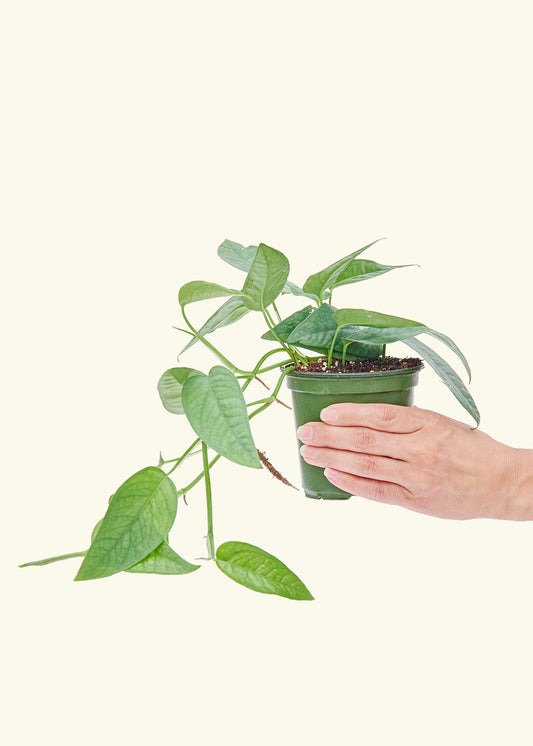 Cebu Blue Pothos in a 4 inches grow pot