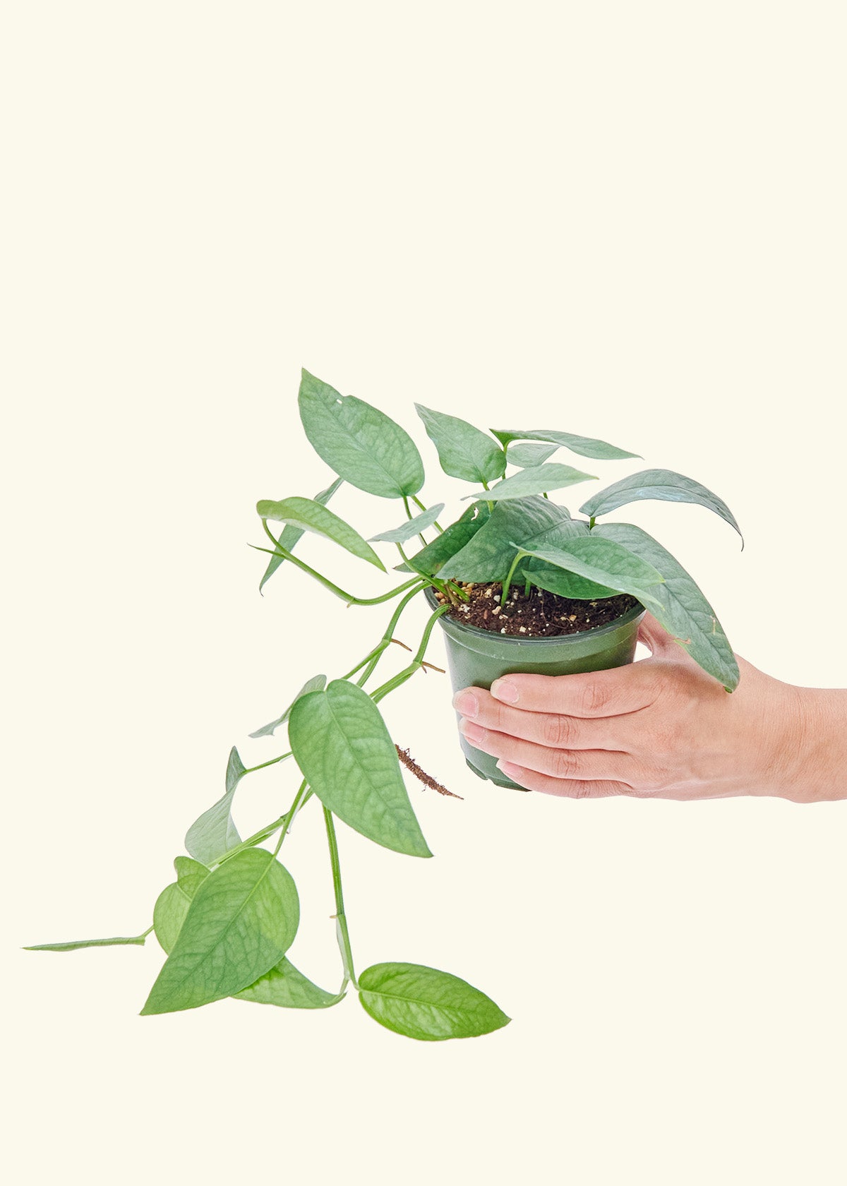 Cebu Blue Pothos in a 4 inches grow pot