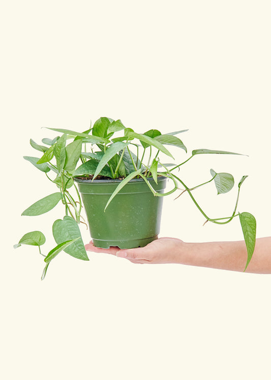 Cebu Blue Pothos in a 6 inches grow pot