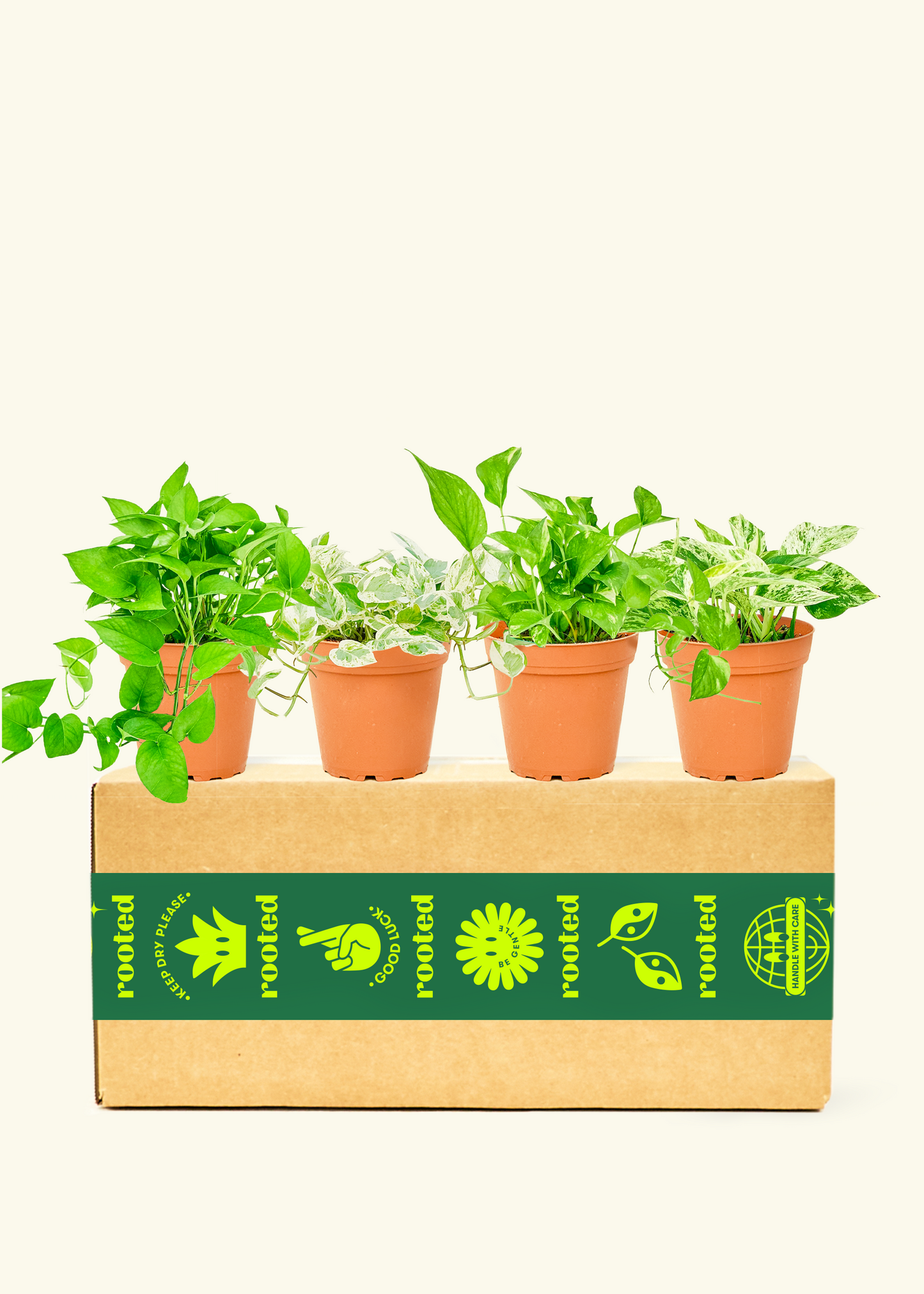 Assorted Pothos Box in Medium Pot