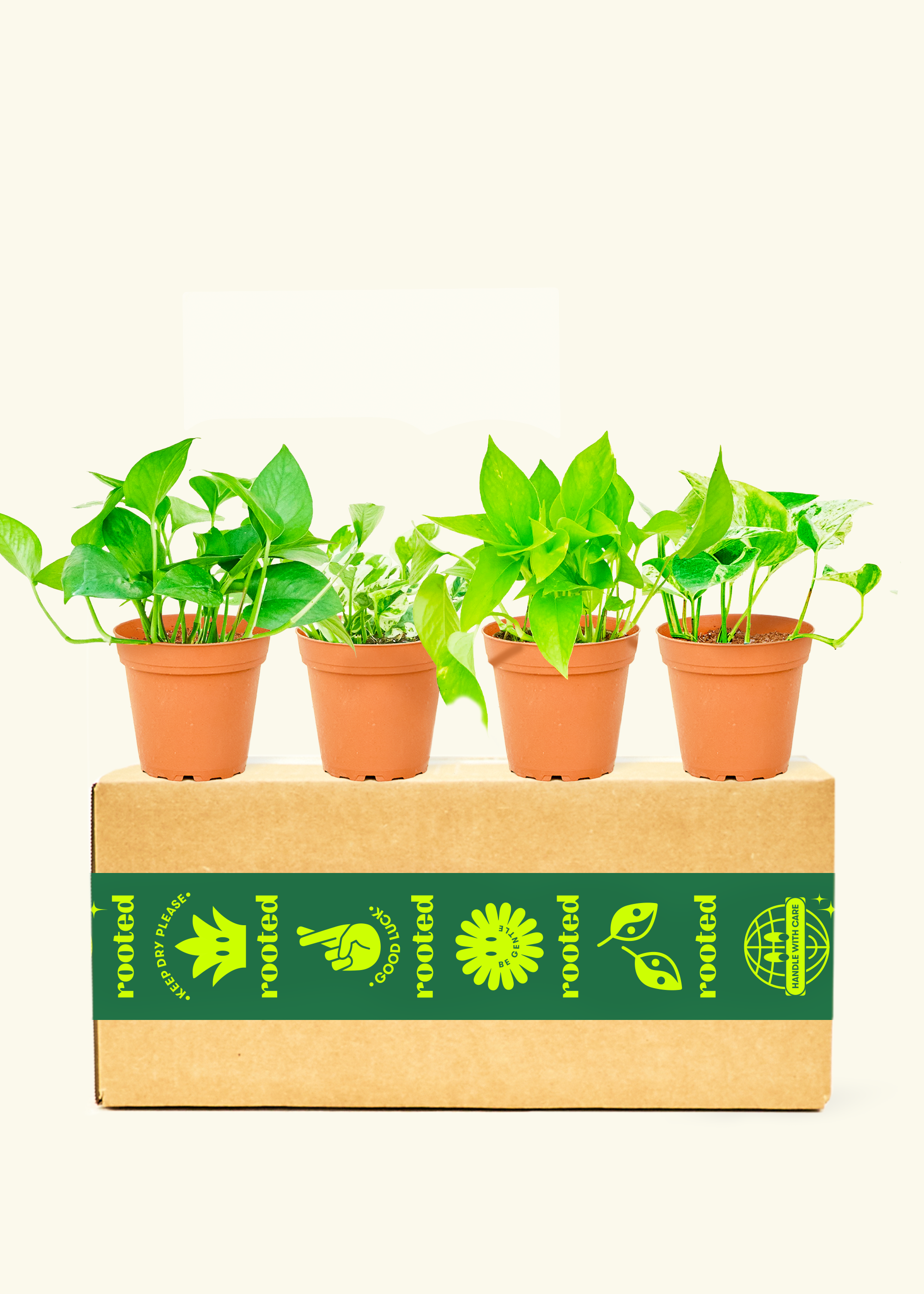 Assorted Prayer Plant Box – Hey Rooted