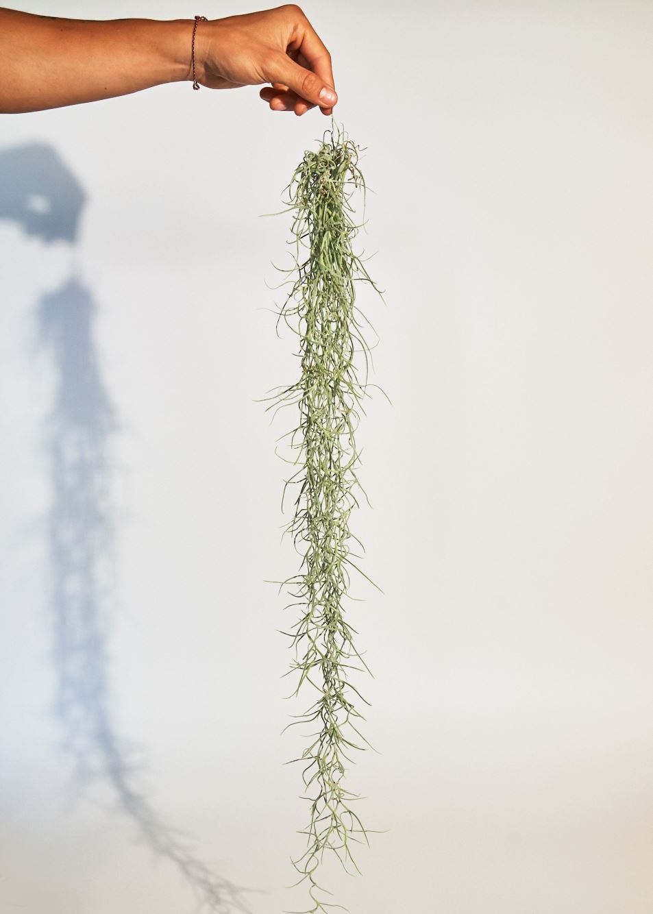 hanging moss plant Spanish Moss