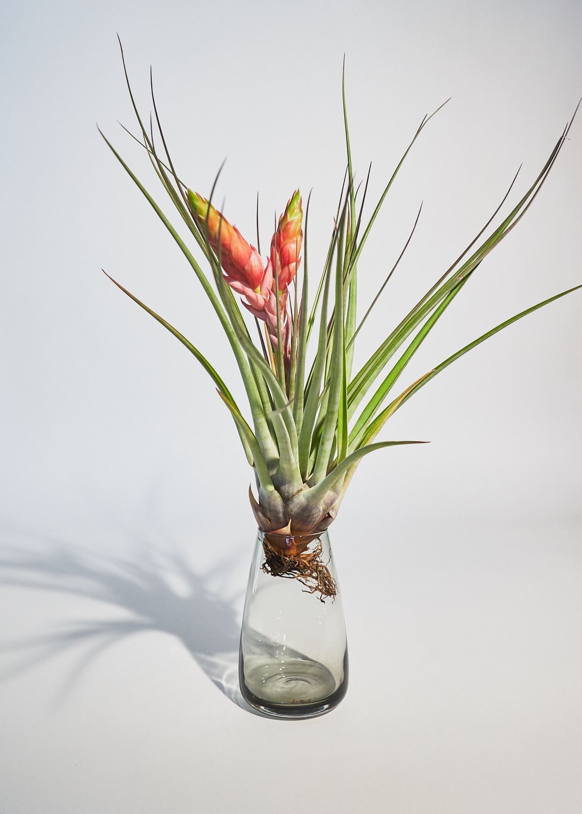 do air plants bloom Giant Air Plant